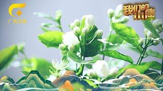 茉莉花的由来你知道吗？天上掉落在民间的琼浆玉露！【我们的小康】