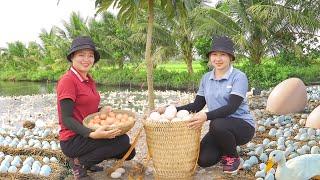 Harvesting Duck Egg Go To The Market Sell, Cook Egg With Tomato Recipe | Harvesting Farm Produce