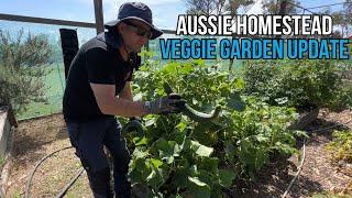 Aussie Veggie Garden Update! We have POTATOES!