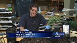 Step Inside: NJ medical marijuana growing facility