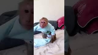 Hello everyone! Baby monkey is very Smart and Cute #familyBibi #Lala #Bibi #typ #Short #reels