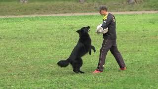 2021 IGP CACT Dmitrov Russia IGP-2 6 V Raidugina and Blackberry House Chara GSD C73