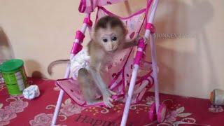 It's Very Heart Touching, Tiny Baby Monkey Jason Request Mom Pay Attention When Get Up In Morning