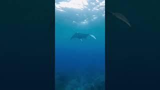 #guam #mantaray #snorkeling #mantarays #guamlife #freediving #freedive