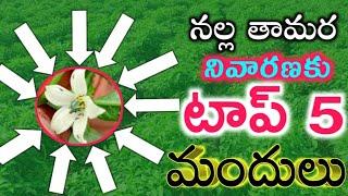 Top 5 Black Trips Control Insecticides Telugu |Chilli Crop Top Five Insecticides Control Black Trips