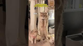 【#薄荷猫猫甜不甜】当我放假回来想看看我家三只猫都胖了多少时: #治愈系猫咪 #我和我的猫 #薄荷猫猫 #情绪好稳定的小猫