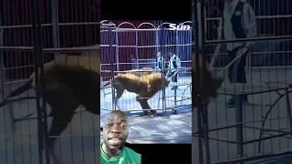 Lion escapes from circus  #comedy #animals #lion