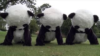 Panda press-ups!