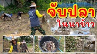 งมปลากลางนาข้าว ►Fishing lifestyle Ep.784