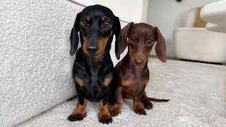 Mother and daughter Dachshund playing together.