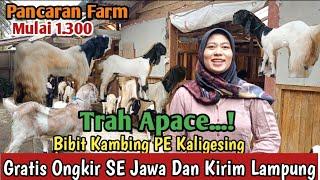 1.300...!!GRATIS ONGKIR SE JAWA KAMBING PE KALIGESING #bibitkambing #kambingpe #hargakambing