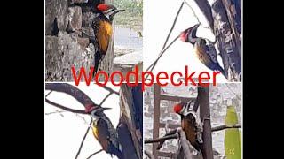 Indian Woodpecker|| कठफोड़वा|| Birds Architect #indianbird #justifry #beautiful #bigbirdslovers