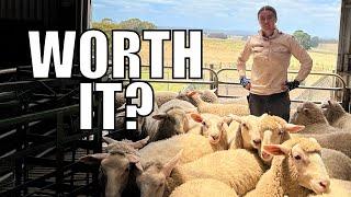 How Much Lamb Do You Really Get? Australian Sheep Farm Vlog