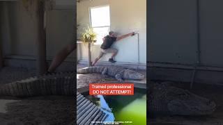 Smart Crocodile | Wait For End  #shorts #factsoppy #shortsvideo