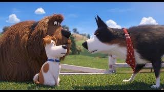 爱宠大机密2 The Secret Life of Pets 2 (2019) 定档预告 | 中文字幕