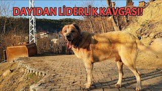 KURTÇU KANGAL DAYI DELİRDİ ! LİDER BENİM DİYOR ( ZALIM VE KARABAŞI BOĞDU )