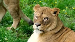 Lion (Panthera leo) – The King of the Jungle