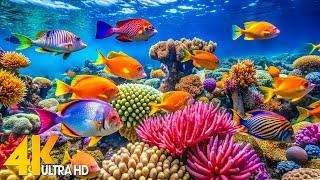 Aquarium 4K VIDEO (ULTRA HD) - Tranquil Ocean Life and Calming Background Sounds