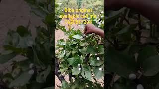 wait for end  call me 7620887204 white biba original available #fruit #plant #nature #biba #garden