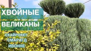 ХВОЙНЫЕ ВЕЛИКАНЫ В ЛАНДШАФТНОМ ДИЗАЙНЕ САДА. ТУЯ МОЖЖЕВЕЛЬНИК КИПАРИСОВИК