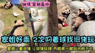 3月11日 家姐叼著球球來找細佬玩，把球讓給細佬，兩姐弟一起抱著玩耍#panda #판다 #香港大熊貓 #大熊貓家姐細佬 #cutepanda cr:香港海洋公園直播