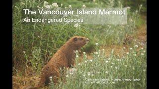 The Vancouver Island Marmot, an Endangered Species