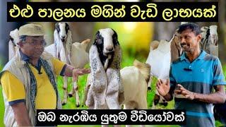 එළු පාලනය මගින් වැඩි ලාභයක්/Profitable Goat Farming#animalhusbandry #livestock #goatmanagement