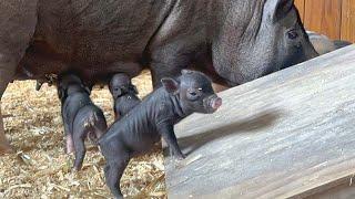 Rescued pigs give birth to 8 piglets at Houston SPCA