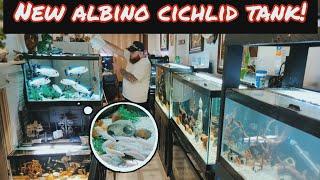 NEW ALL ALBINO AFRICAN CICHLID AQUARIUM!!