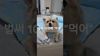 오늘은 참아볼께!#강아지일상 #호야브이로그