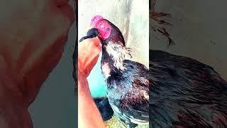 Father Natures #shorts #youtubeshorts #aseel #lasani #chicks #BDK90