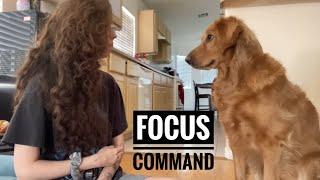 How to train your dog a focus command