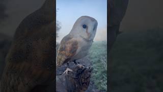 British Barn Owl in the frost ️ #shorts