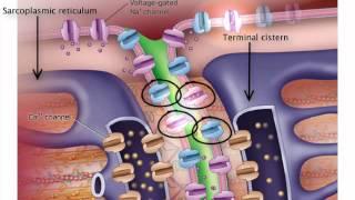 Excitation-Contraction Coupling