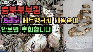 충북북부권 1.5리터 페트병크기 대왕송이버섯 평생 볼수없는 송이버섯 구경하세요