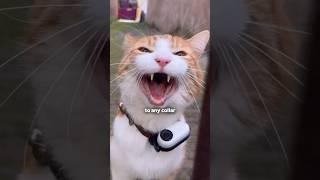 The Best Camera for CATS #insta360catmode #insta360 #insta360GO3 #catcam