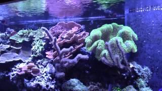 210 Reef Update and 4 Years of Mile High Reefers (Reef Vlog)