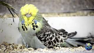 INTRODUCING to EXHIBITION BUDGIE WORLD! Pperiquitos / perruches / Budgerigar / vogels