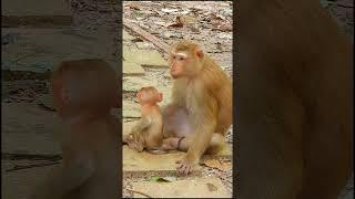 Luno: Growing Up Different 16 #shorts #cute#Monkeys#animals