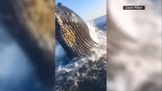 Humpback whale surprises father, son on fishing trip