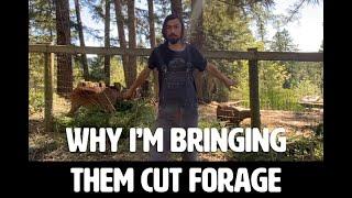 Act from your Context & Level of Succession | Applying Permaculture with Matt Powers