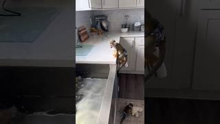 oliver watching the ducks️ #monkeyvideo #viral #beauty #squirrelmonkey #baby #recipe #cuteanimal