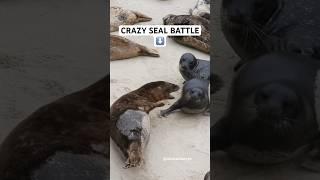 This seal started a crazy seal mosh pit