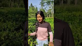 sarodi  tea garden jashpur chattisgarh #shorts #youtubeshorts #chattisgarh