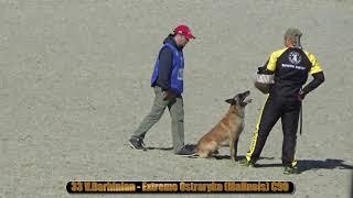 2021 IGP CACIT in Russia 33 V Darbinian - Extreme Ostraryka (Malinois) C90