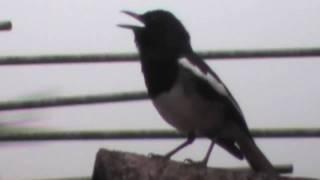 Singing Magpie 喜鹊报喜