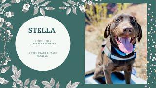 Best Dog Training in Chicago! 6 Month Old Labrador Retriever, Stella!