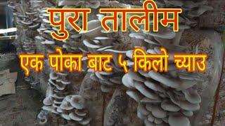 च्याउ खेति गरेर सफल बन्नुहोस ! How to do Mushroom Farming in Nepal?||mushroom farming training