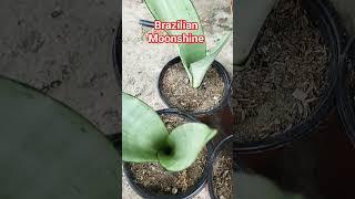 Sanseveria Brazilian Moonshine! a beautiful variety of snake plant! indoor plants collection!