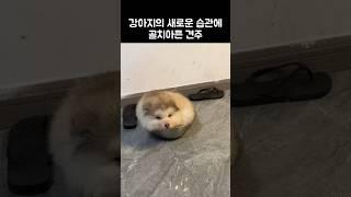 밥그릇이 너무좋은 댕댕이...!